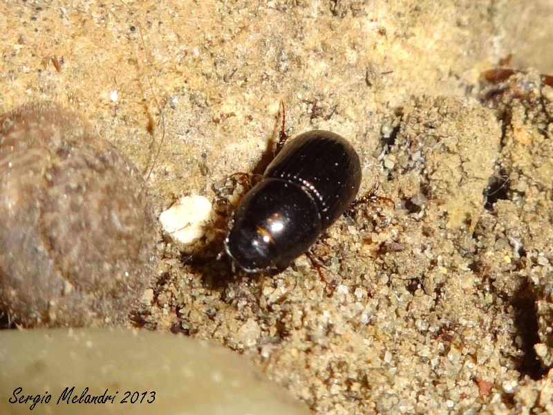 Aphodiidae